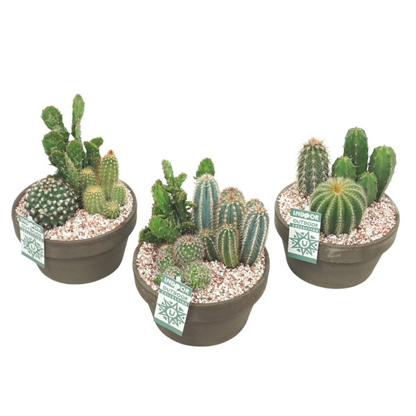 <h4>Arrangement Succulentes 3 cactus</h4>