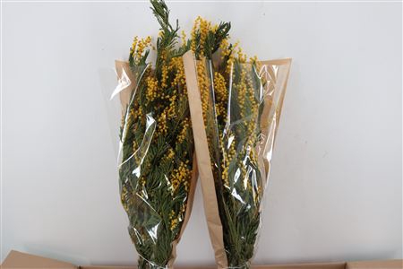 DRIED MIMOSA LARGE BUNCH