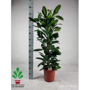 Ficus Cyathistipula 24Ø 120cm