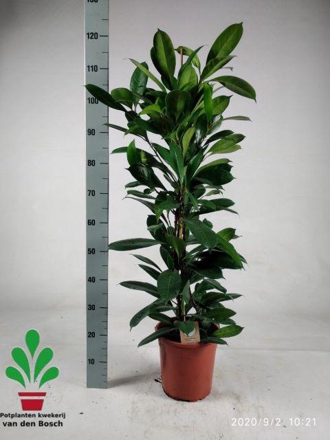 Ficus Cyathistipula 24Ø 120cm