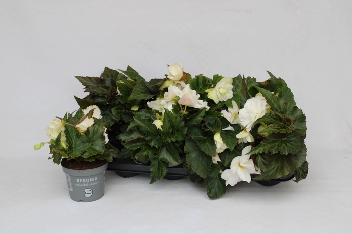 <h4>Begonia (Tub. overig</h4>