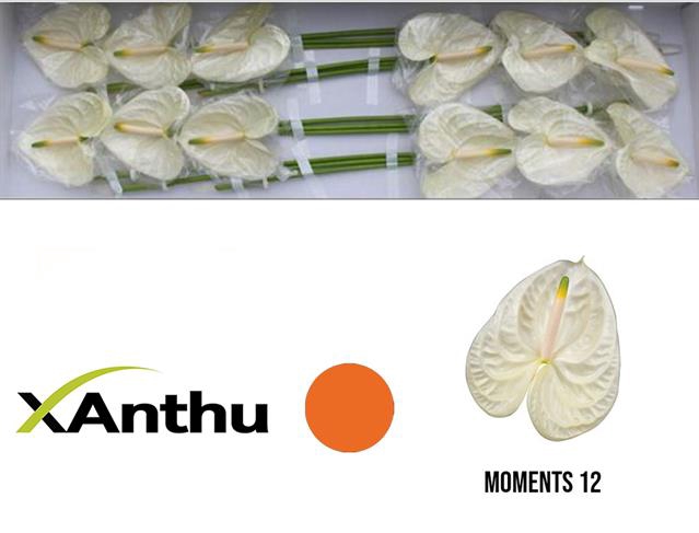 <h4>Anthurium moments</h4>