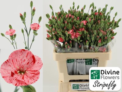 <h4>Dianthus sp solandis stripefly</h4>