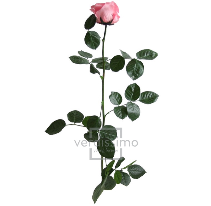 Roos op steel Standard 55cm Pastel roze