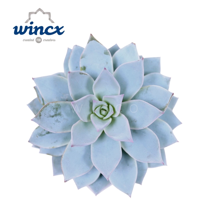<h4>Echeveria Blue Star Cutflower Wincx-5cm</h4>