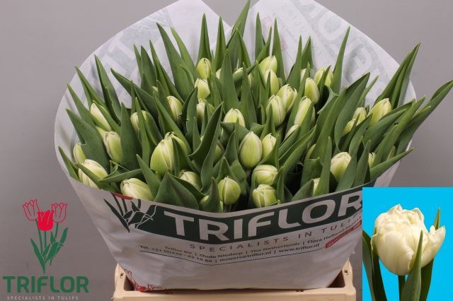 <h4>Tulipa dubb. (Double Late Grp) Whit</h4>