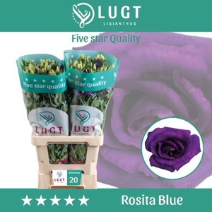 Lis G Rosita Blue