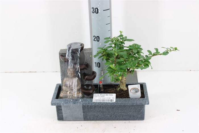 <h4>Bonsai Mixed Ball Easy Care In P29</h4>