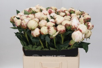 <h4>Paeonia Dr F.G. Brethour</h4>