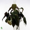 Philodendron Scandens Micans