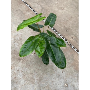 Philodendron Burle Marx 15Ø 40cm