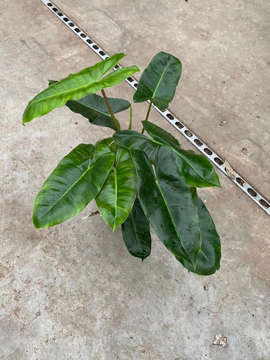 Philodendron Burle Marx 15Ø 40cm