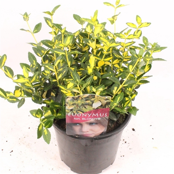 <h4>Euonymus fort. Blondy</h4>