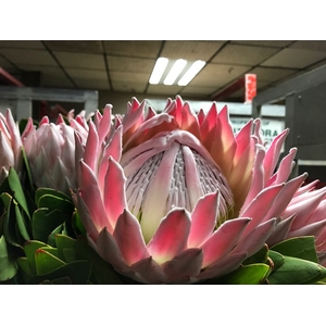 Protea Cynaroides Pink