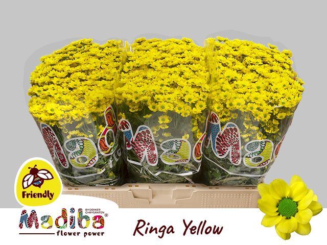<h4>Chr San Madiba Ringa Yellow</h4>