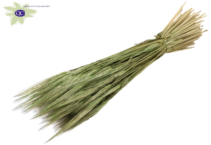 <h4>Hordeum per bunch frosted mint green</h4>