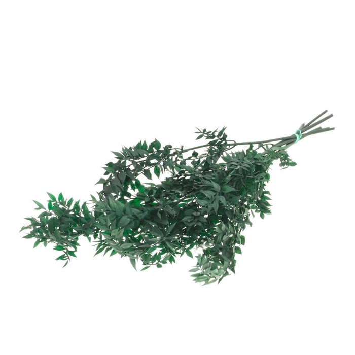 <h4>Ruscus preserved moss green</h4>