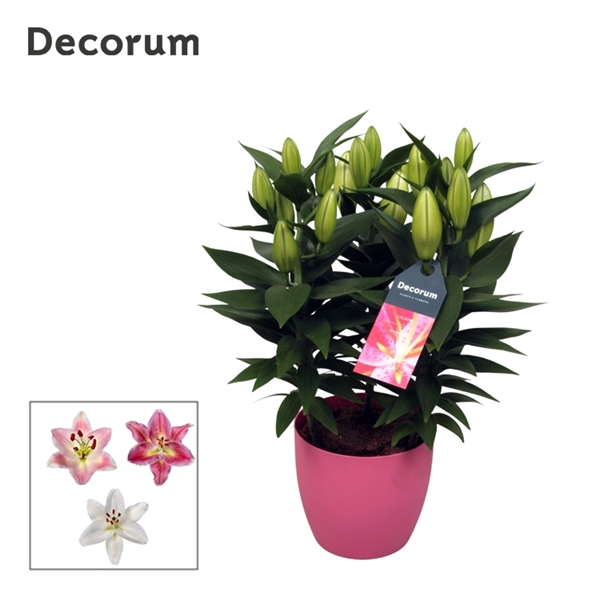 <h4>Lilium Oriental 13cm DECOPOT</h4>