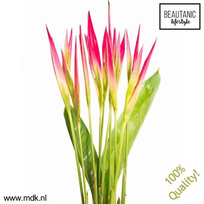<h4>Heliconia ps sassy</h4>
