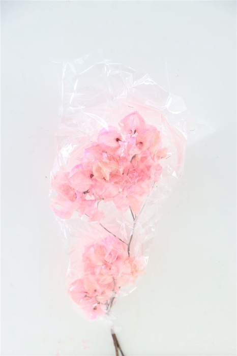 Dried Bougainvillea 55cm Baby Pink Bunch