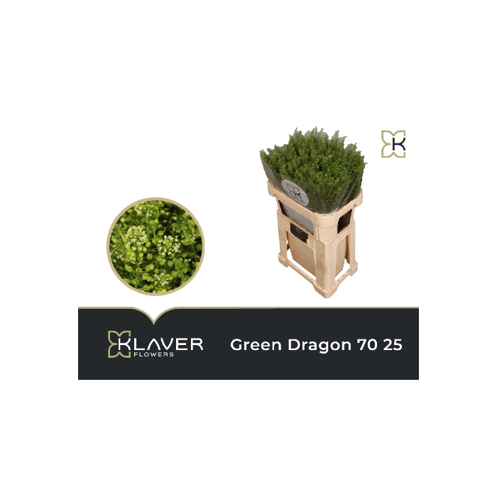 <h4>Lep Vi Green Dragon 70 25</h4>