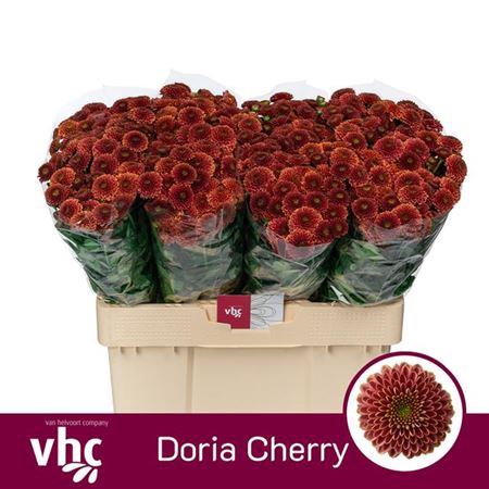 <h4>Chr San Doria Cherry</h4>