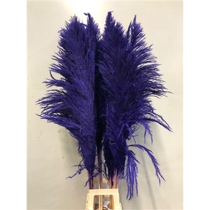 Cortaderia Purple