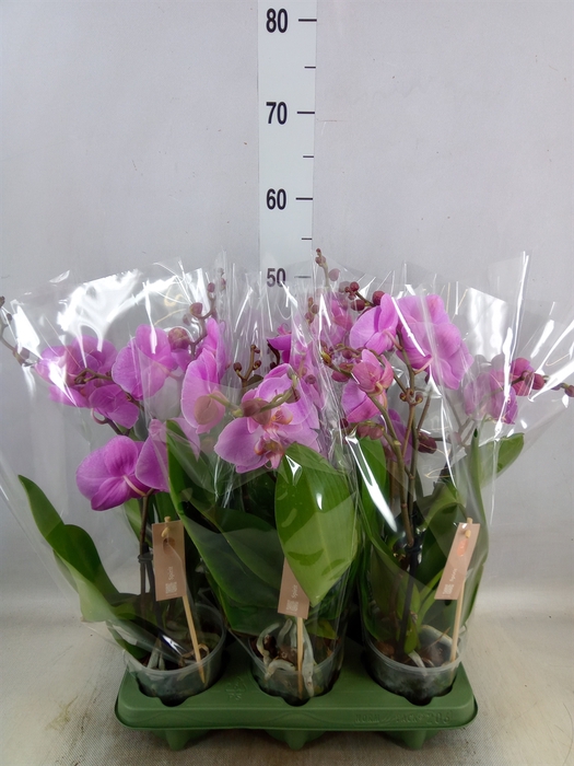 <h4>Phalaenopsis  'Spirit Pink'</h4>