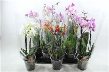 <h4>Mini Phalaenopsis Gemengd X10 A2</h4>