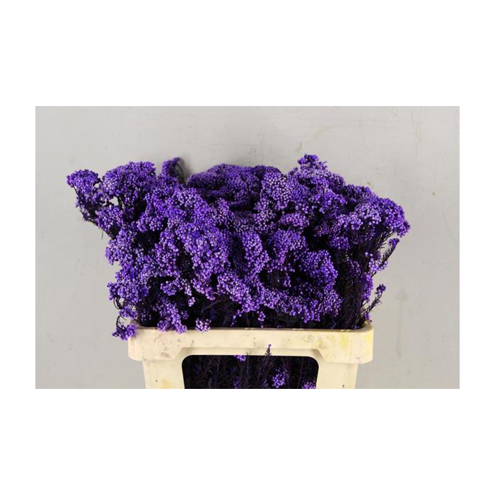 <h4>Pf Rice Flowers Purple 100g</h4>