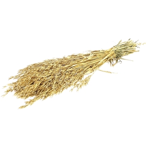 DRIED FLOWERS - AVENA HAVER GOLD