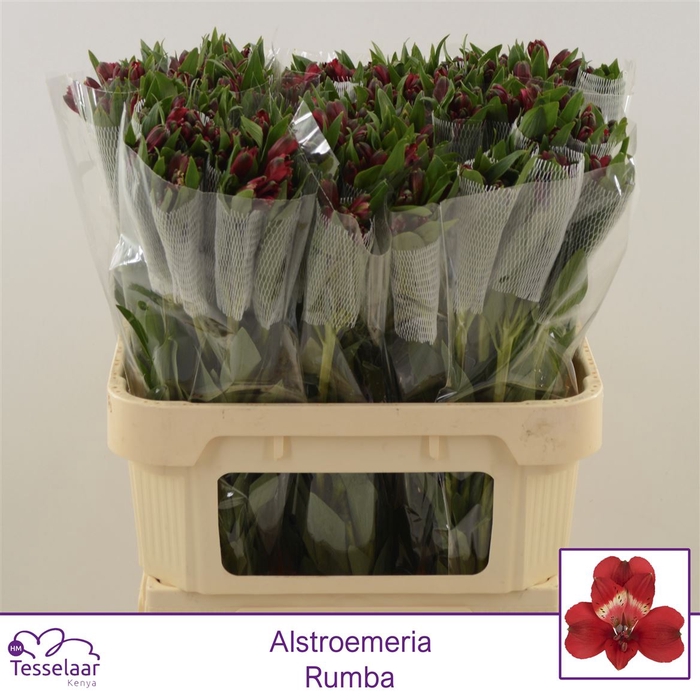 <h4>Alstroemeria Rumba | Heavy Quality</h4>