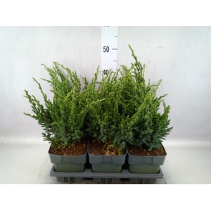 Juniperus squamata   ...