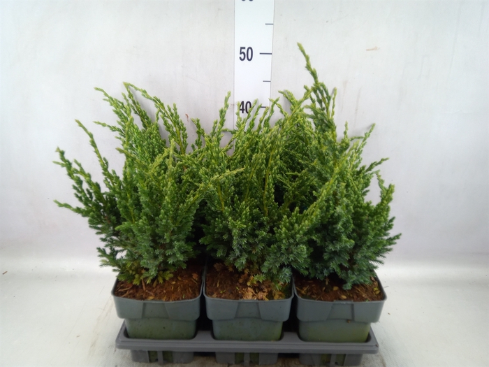 <h4>Juniperus squamata   ...</h4>