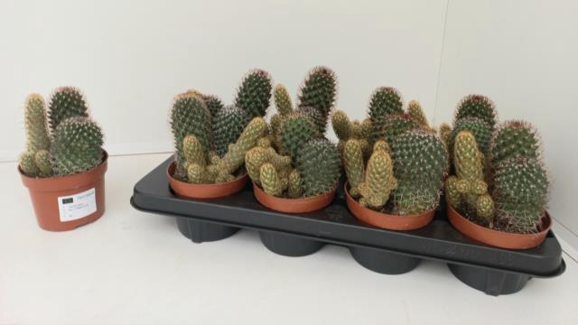 <h4>Cactus Gem</h4>