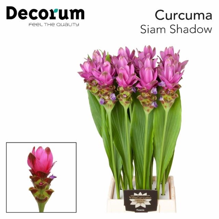 <h4>Curcuma Siam Shadow</h4>