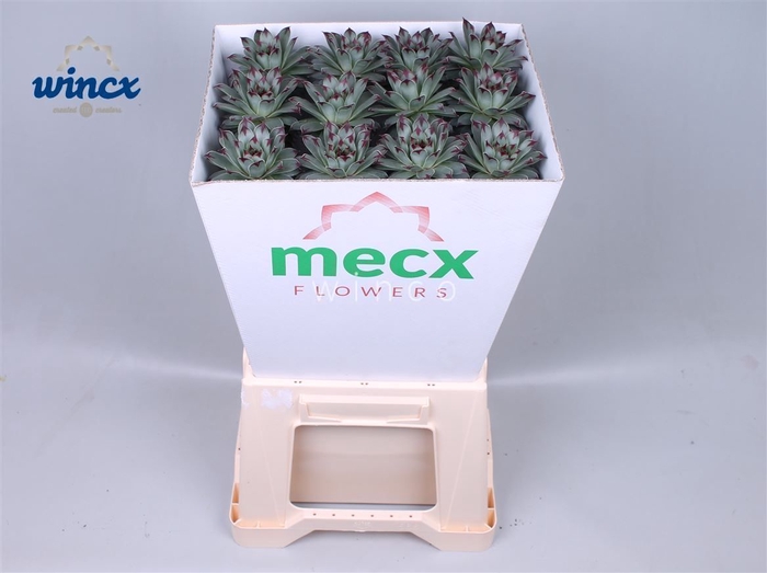 <h4>Echeveria Sempervivum (mecx Flowers) Mecx-emmer 8c</h4>