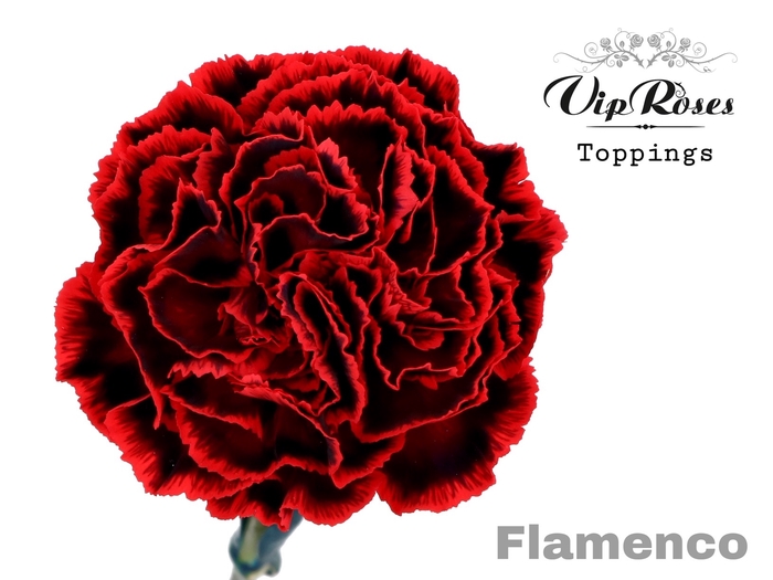 <h4>Dianthus st paint flamenco</h4>