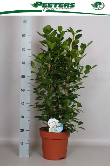 Ficus Microcapra Moclame 24Ø 100cm 6pp