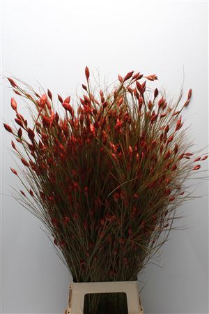 <h4>KAAPS BELL REED RED</h4>