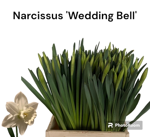 <h4>Narcissus si wedding bell</h4>