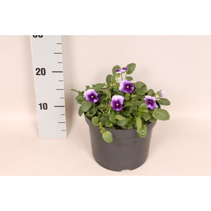 Viola cornuta 19 cm Beaconsfield