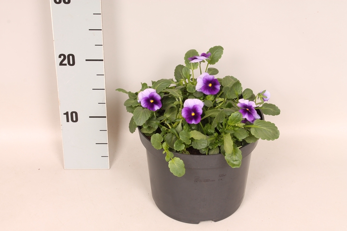 Viola cornuta 19 cm Beaconsfield