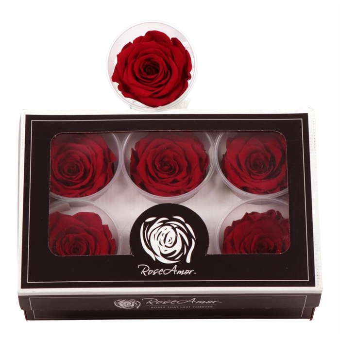 <h4>Rosa Preserved Ll Red 02</h4>