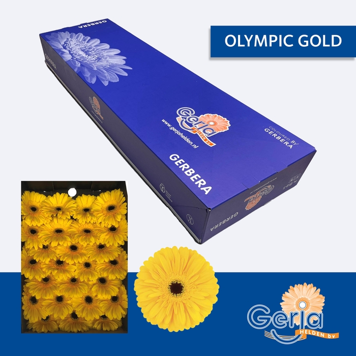 <h4>GE GR OLYMPIC GOLD</h4>