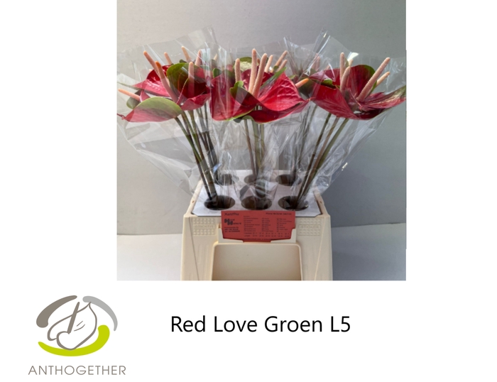 <h4>ANTH A RED LOVE 30 water groene rand</h4>