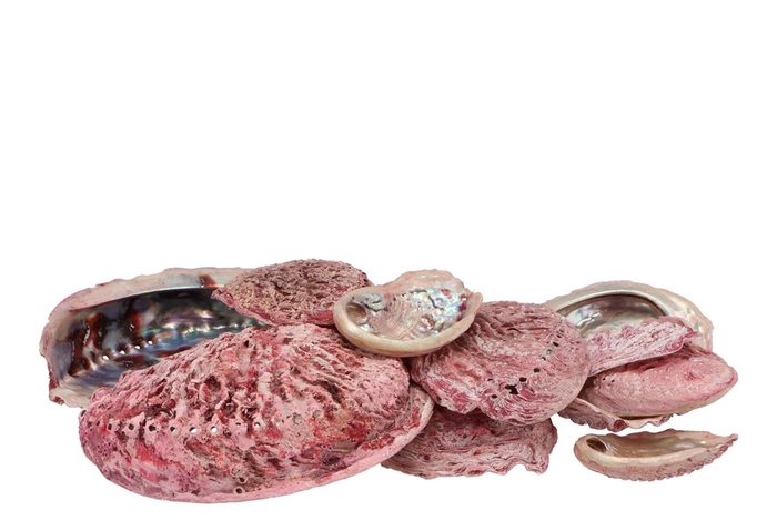 Schelp Abalone Pink 19x18,5x4,5cm