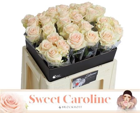 <h4>R Gr Sweet Caroline ( New )</h4>