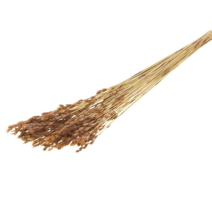 <h4>Thatch reed natural</h4>