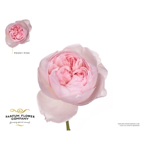 Rosa la garden peony pink (scented)